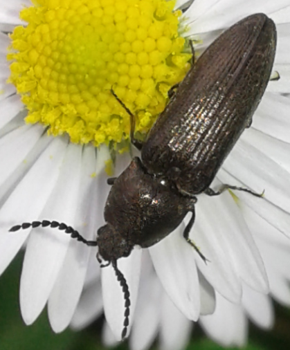 Elateridae: Cydnopus sp.